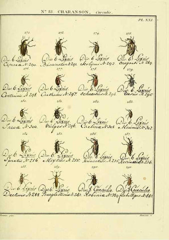 Reproducción/Reproduction 35055432533: Entomologie, ou, Histoire naturelle des insectes :. A Paris :De l'Imprimerie de Baudoin,1789-1808.