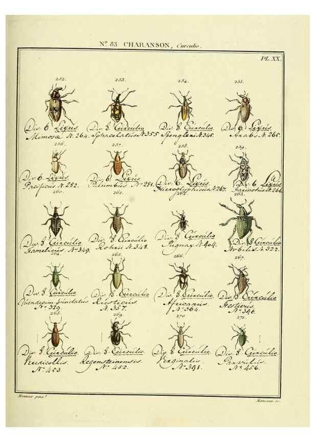 Reproducción/Reproduction 35055430633: Entomologie, ou, Histoire naturelle des insectes :. A Paris :De l'Imprimerie de Baudoin,1789-1808.