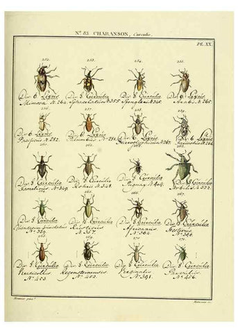 Reproducción/Reproduction 35055430633: Entomologie, ou, Histoire naturelle des insectes :. A Paris :De l'Imprimerie de Baudoin,1789-1808.