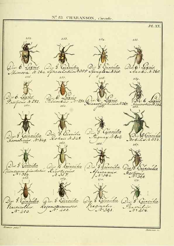 Reproducción/Reproduction 35055430633: Entomologie, ou, Histoire naturelle des insectes :. A Paris :De l'Imprimerie de Baudoin,1789-1808.