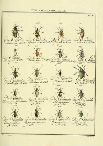 Reproducción/Reproduction 35055430633: Entomologie, ou, Histoire naturelle des insectes :. A Paris :De l'Imprimerie de Baudoin,1789-1808.