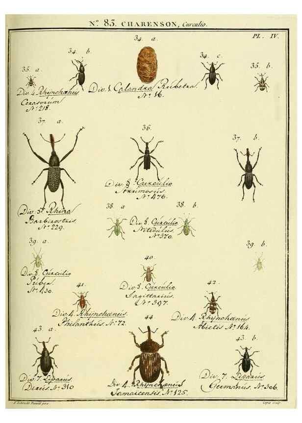 Reproducción/Reproduction 35824089566: Entomologie, ou, Histoire naturelle des insectes :. A Paris :De l'Imprimerie de Baudoin,1789-1808.