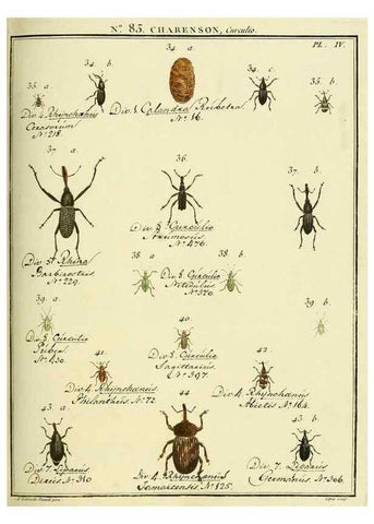 Reproducción/Reproduction 35824089566: Entomologie, ou, Histoire naturelle des insectes :. A Paris :De l'Imprimerie de Baudoin,1789-1808.