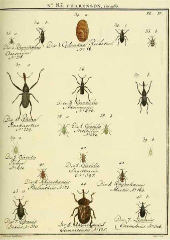 Reproducción/Reproduction 35824089566: Entomologie, ou, Histoire naturelle des insectes :. A Paris :De l'Imprimerie de Baudoin,1789-1808.