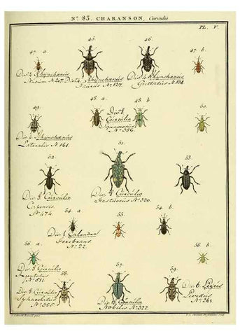 Reproducción/Reproduction 35824091066: Entomologie, ou, Histoire naturelle des insectes :. A Paris :De l'Imprimerie de Baudoin,1789-1808.