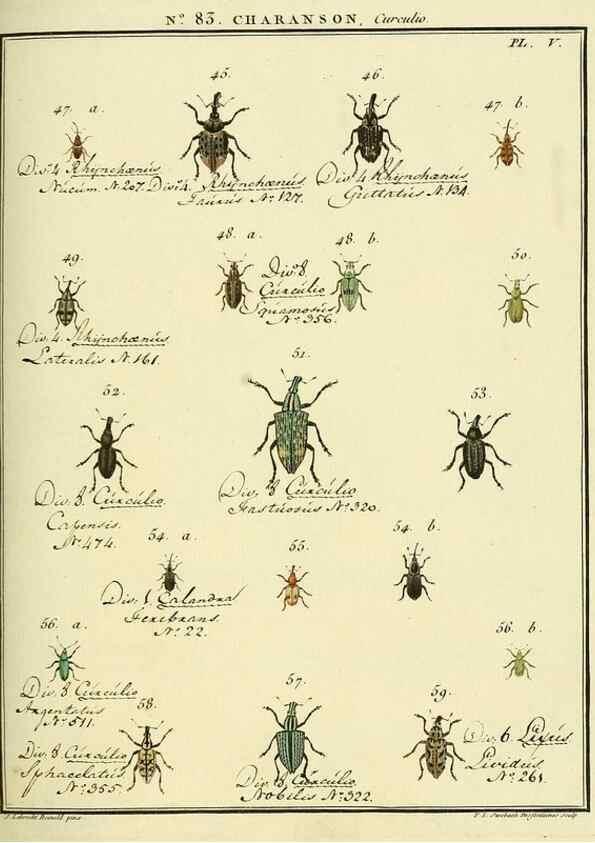 Reproducción/Reproduction 35824091066: Entomologie, ou, Histoire naturelle des insectes :. A Paris :De l'Imprimerie de Baudoin,1789-1808.
