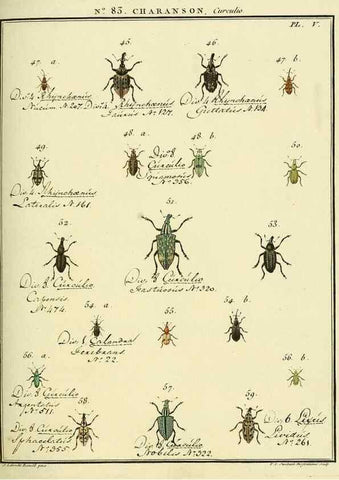 Reproducción/Reproduction 35824091066: Entomologie, ou, Histoire naturelle des insectes :. A Paris :De l'Imprimerie de Baudoin,1789-1808.