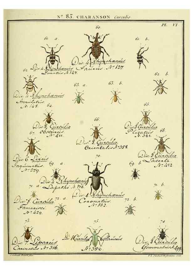 Reproducción/Reproduction 35824092896: Entomologie, ou, Histoire naturelle des insectes :. A Paris :De l'Imprimerie de Baudoin,1789-1808.