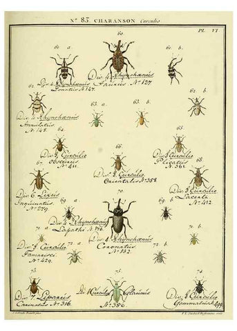 Reproducción/Reproduction 35824092896: Entomologie, ou, Histoire naturelle des insectes :. A Paris :De l'Imprimerie de Baudoin,1789-1808.