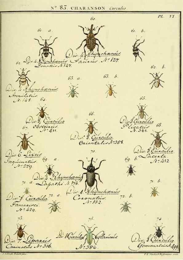Reproducción/Reproduction 35824092896: Entomologie, ou, Histoire naturelle des insectes :. A Paris :De l'Imprimerie de Baudoin,1789-1808.