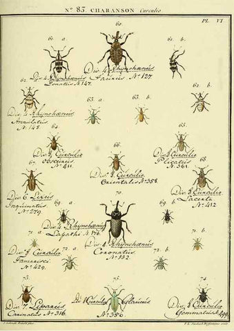Reproducción/Reproduction 35824092896: Entomologie, ou, Histoire naturelle des insectes :. A Paris :De l'Imprimerie de Baudoin,1789-1808.