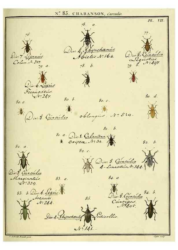 Reproducción/Reproduction 35824094546: Entomologie, ou, Histoire naturelle des insectes :. A Paris :De l'Imprimerie de Baudoin,1789-1808.