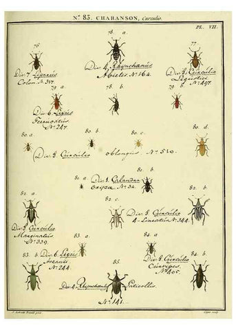 Reproducción/Reproduction 35824094546: Entomologie, ou, Histoire naturelle des insectes :. A Paris :De l'Imprimerie de Baudoin,1789-1808.