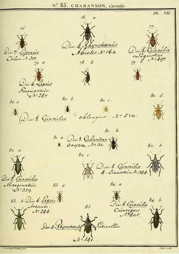 Reproducción/Reproduction 35824094546: Entomologie, ou, Histoire naturelle des insectes :. A Paris :De l'Imprimerie de Baudoin,1789-1808.