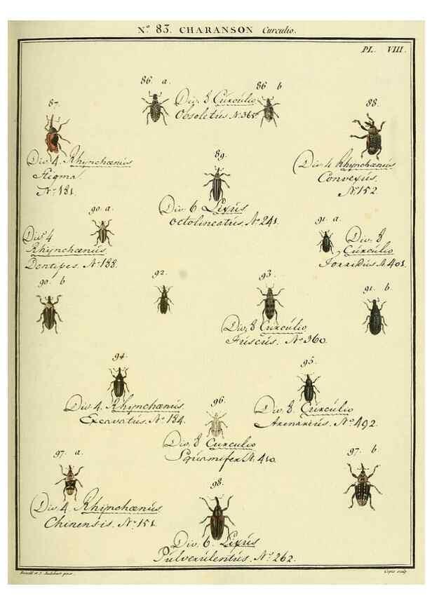 Reproducción/Reproduction 35824096206: Entomologie, ou, Histoire naturelle des insectes :. A Paris :De l'Imprimerie de Baudoin,1789-1808.