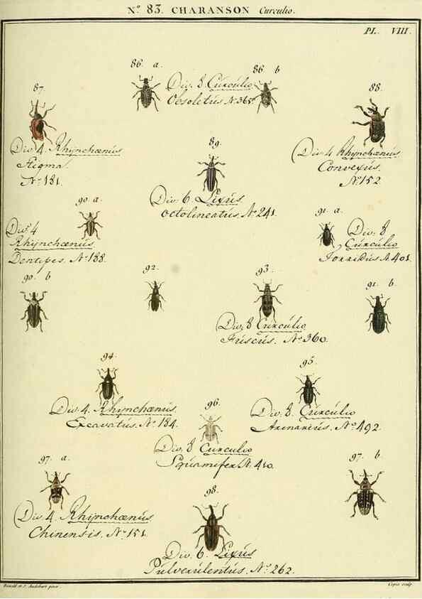 Reproducción/Reproduction 35824096206: Entomologie, ou, Histoire naturelle des insectes :. A Paris :De l'Imprimerie de Baudoin,1789-1808.