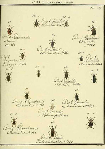 Reproducción/Reproduction 35824096206: Entomologie, ou, Histoire naturelle des insectes :. A Paris :De l'Imprimerie de Baudoin,1789-1808.