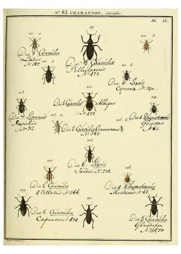 Reproducción/Reproduction 35824097926: Entomologie, ou, Histoire naturelle des insectes :. A Paris :De l'Imprimerie de Baudoin,1789-1808.