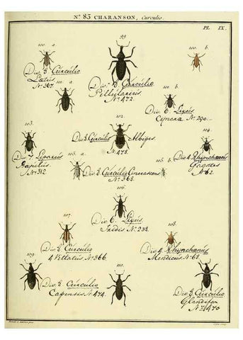 Reproducción/Reproduction 35824097926: Entomologie, ou, Histoire naturelle des insectes :. A Paris :De l'Imprimerie de Baudoin,1789-1808.