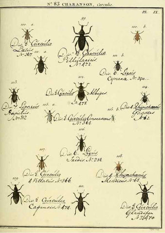 Reproducción/Reproduction 35824097926: Entomologie, ou, Histoire naturelle des insectes :. A Paris :De l'Imprimerie de Baudoin,1789-1808.