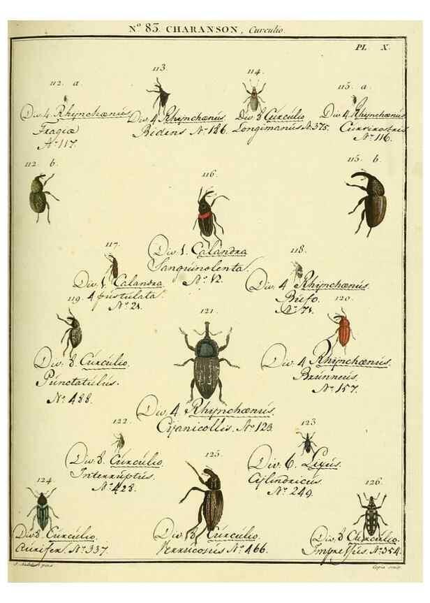 Reproducción/Reproduction 35824099166: Entomologie, ou, Histoire naturelle des insectes :. A Paris :De l'Imprimerie de Baudoin,1789-1808.