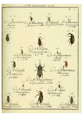 Reproducción/Reproduction 35824099166: Entomologie, ou, Histoire naturelle des insectes :. A Paris :De l'Imprimerie de Baudoin,1789-1808.