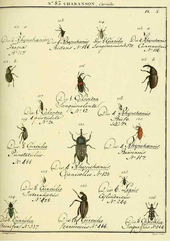 Reproducción/Reproduction 35824099166: Entomologie, ou, Histoire naturelle des insectes :. A Paris :De l'Imprimerie de Baudoin,1789-1808.