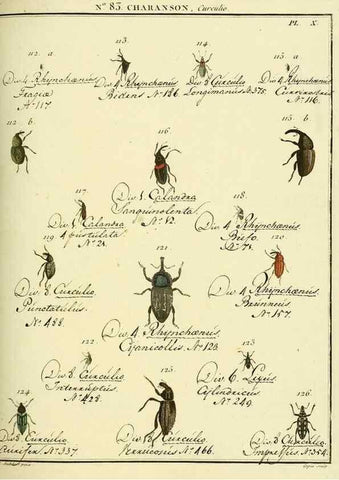 Reproducción/Reproduction 35824099166: Entomologie, ou, Histoire naturelle des insectes :. A Paris :De l'Imprimerie de Baudoin,1789-1808.