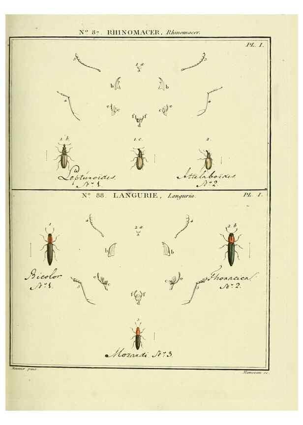 Reproducción/Reproduction 35864801745: Entomologie, ou, Histoire naturelle des insectes :. A Paris :De l'Imprimerie de Baudoin,1789-1808.