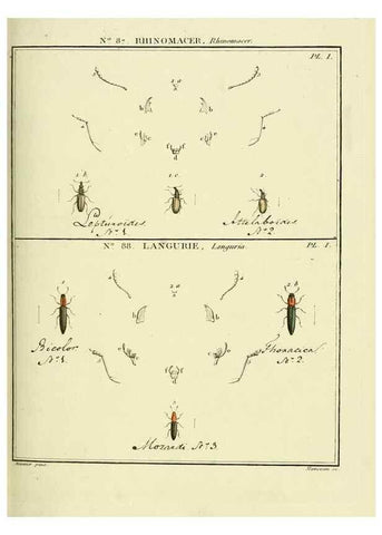 Reproducción/Reproduction 35864801745: Entomologie, ou, Histoire naturelle des insectes :. A Paris :De l'Imprimerie de Baudoin,1789-1808.