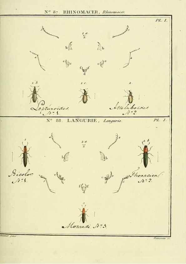 Reproducción/Reproduction 35864801745: Entomologie, ou, Histoire naturelle des insectes :. A Paris :De l'Imprimerie de Baudoin,1789-1808.