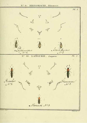 Reproducción/Reproduction 35864801745: Entomologie, ou, Histoire naturelle des insectes :. A Paris :De l'Imprimerie de Baudoin,1789-1808.