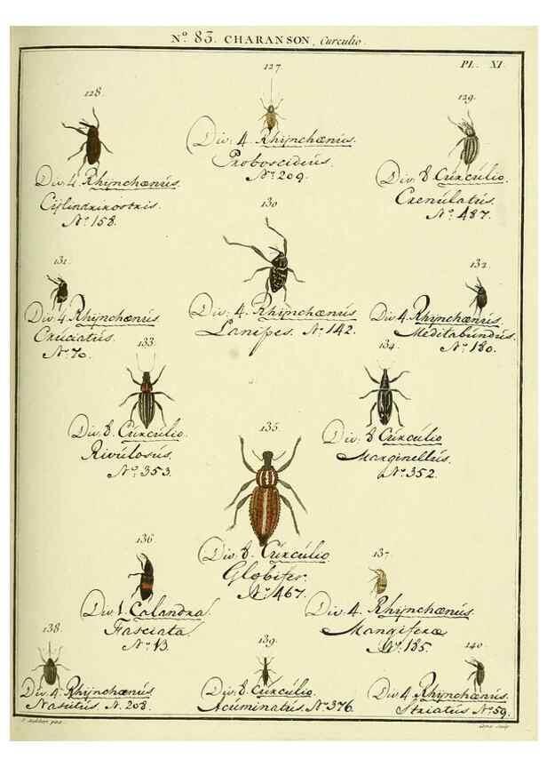 Reproducción/Reproduction 35055415213: Entomologie, ou, Histoire naturelle des insectes :. A Paris :De l'Imprimerie de Baudoin,1789-1808.