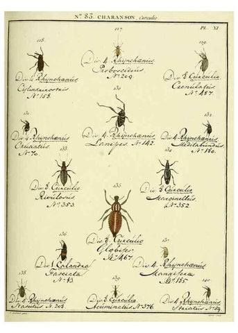 Reproducción/Reproduction 35055415213: Entomologie, ou, Histoire naturelle des insectes :. A Paris :De l'Imprimerie de Baudoin,1789-1808.