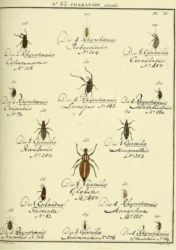 Reproducción/Reproduction 35055415213: Entomologie, ou, Histoire naturelle des insectes :. A Paris :De l'Imprimerie de Baudoin,1789-1808.