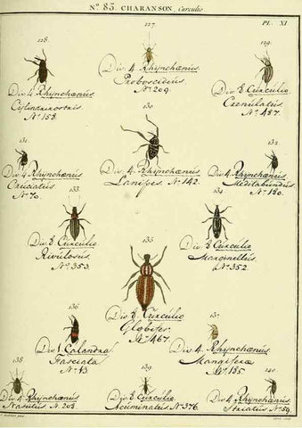 Reproducción/Reproduction 35055415213: Entomologie, ou, Histoire naturelle des insectes :. A Paris :De l'Imprimerie de Baudoin,1789-1808.