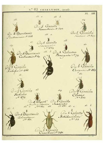 Reproducción/Reproduction 35055418843: Entomologie, ou, Histoire naturelle des insectes :. A Paris :De l'Imprimerie de Baudoin,1789-1808.