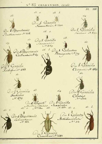 Reproducción/Reproduction 35055418843: Entomologie, ou, Histoire naturelle des insectes :. A Paris :De l'Imprimerie de Baudoin,1789-1808.