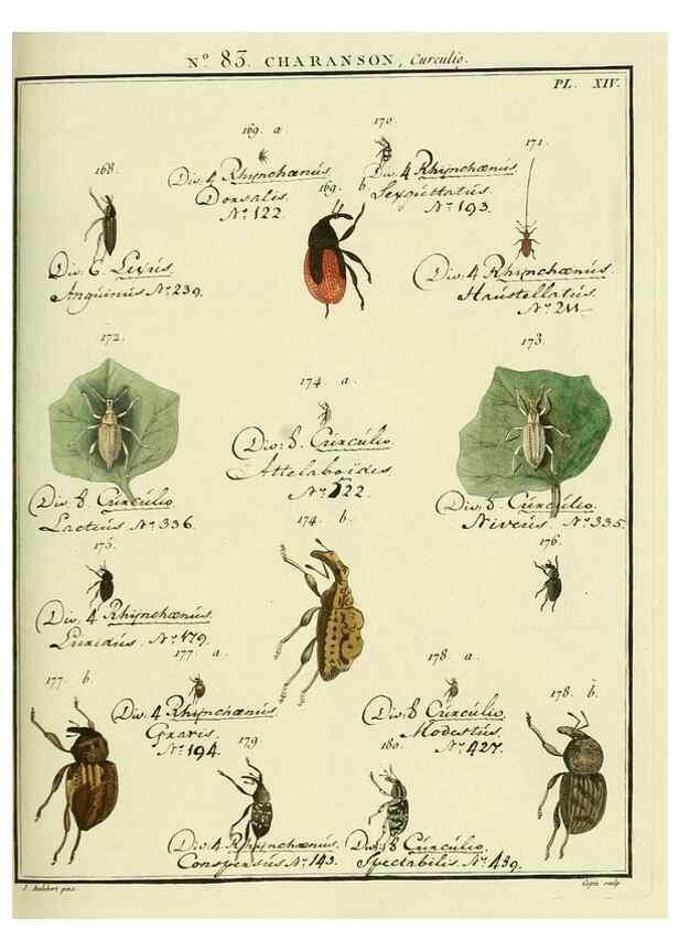Reproducción/Reproduction 35055420843: Entomologie, ou, Histoire naturelle des insectes :. A Paris :De l'Imprimerie de Baudoin,1789-1808.