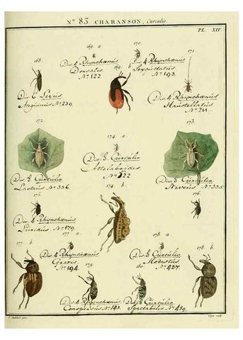 Reproducción/Reproduction 35055420843: Entomologie, ou, Histoire naturelle des insectes :. A Paris :De l'Imprimerie de Baudoin,1789-1808.