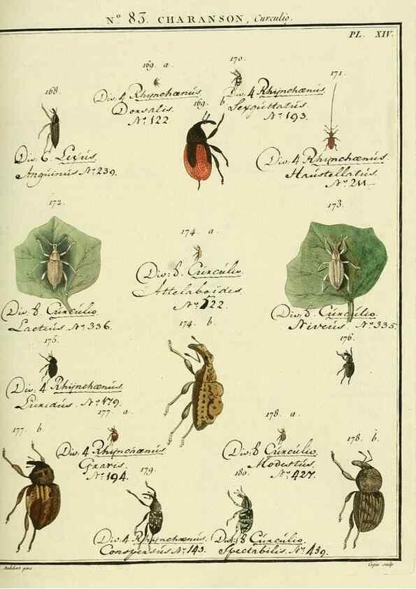 Reproducción/Reproduction 35055420843: Entomologie, ou, Histoire naturelle des insectes :. A Paris :De l'Imprimerie de Baudoin,1789-1808.