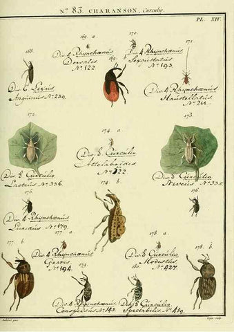 Reproducción/Reproduction 35055420843: Entomologie, ou, Histoire naturelle des insectes :. A Paris :De l'Imprimerie de Baudoin,1789-1808.
