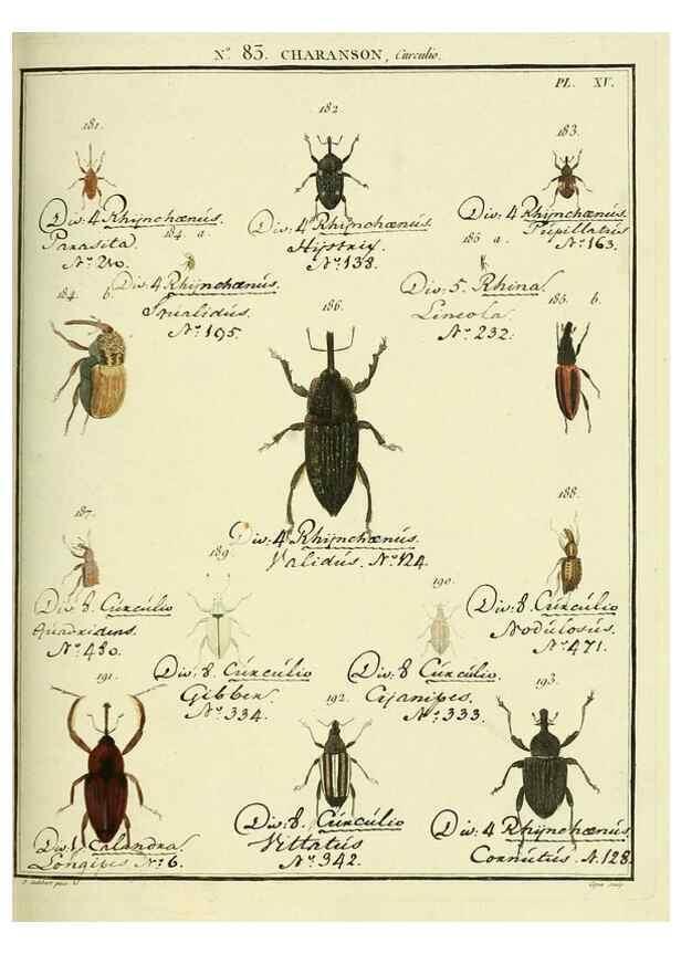 Reproducción/Reproduction 35055422443: Entomologie, ou, Histoire naturelle des insectes :. A Paris :De l'Imprimerie de Baudoin,1789-1808.