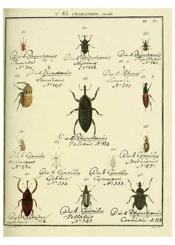 Reproducción/Reproduction 35055422443: Entomologie, ou, Histoire naturelle des insectes :. A Paris :De l'Imprimerie de Baudoin,1789-1808.