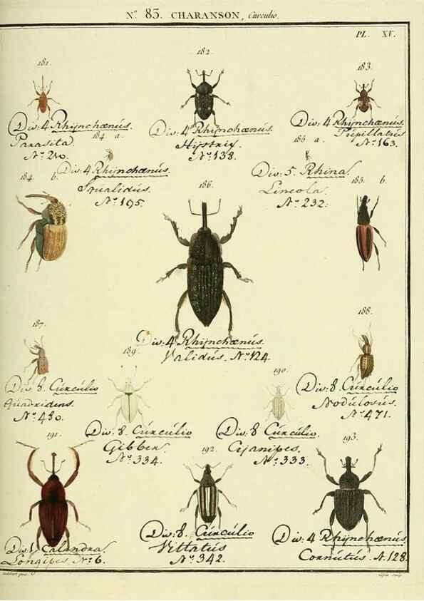 Reproducción/Reproduction 35055422443: Entomologie, ou, Histoire naturelle des insectes :. A Paris :De l'Imprimerie de Baudoin,1789-1808.