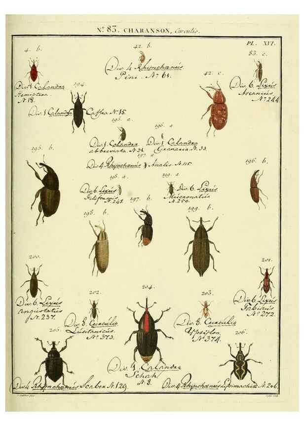 Reproducción/Reproduction 35055424003: Entomologie, ou, Histoire naturelle des insectes :. A Paris :De l'Imprimerie de Baudoin,1789-1808.