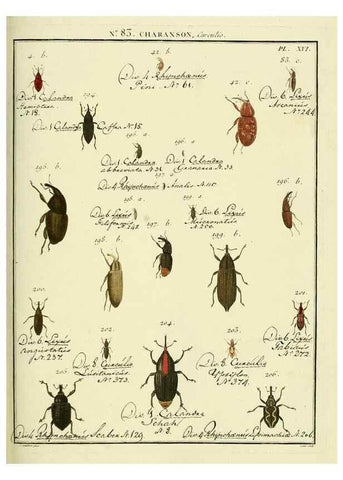 Reproducción/Reproduction 35055424003: Entomologie, ou, Histoire naturelle des insectes :. A Paris :De l'Imprimerie de Baudoin,1789-1808.