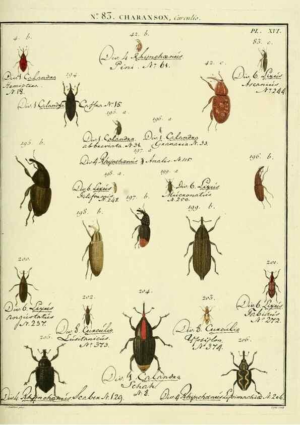 Reproducción/Reproduction 35055424003: Entomologie, ou, Histoire naturelle des insectes :. A Paris :De l'Imprimerie de Baudoin,1789-1808.