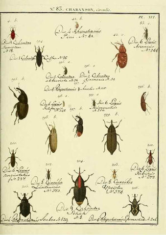 Reproducción/Reproduction 35055424003: Entomologie, ou, Histoire naturelle des insectes :. A Paris :De l'Imprimerie de Baudoin,1789-1808.