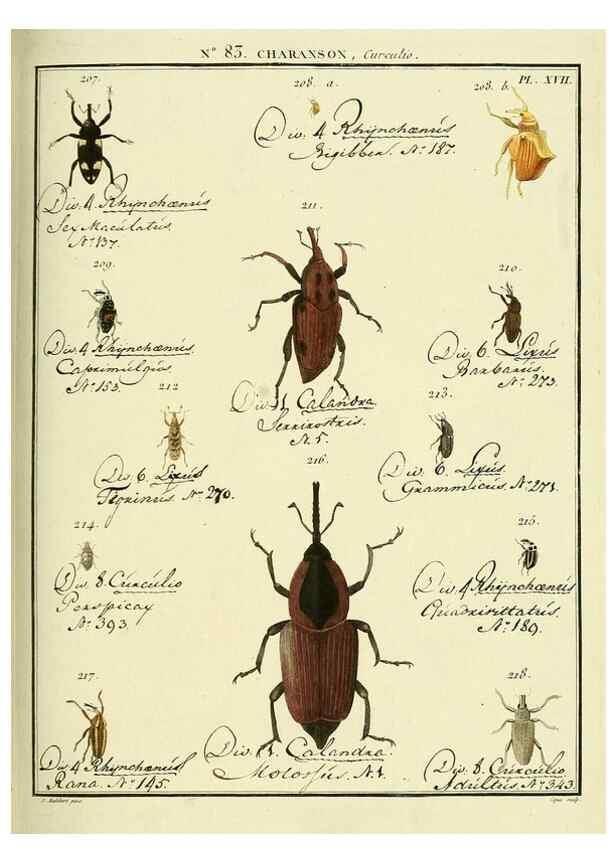 Reproducción/Reproduction 35055425443: Entomologie, ou, Histoire naturelle des insectes :. A Paris :De l'Imprimerie de Baudoin,1789-1808.